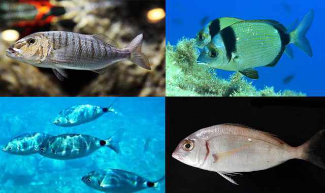 Guscio, cape ggnore, occhiata e lutrina: ecco il pesce bianco e da "fornacella" di Bari